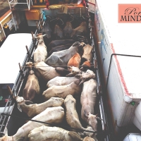 PUNTO MINDORO | Farming exodus in Occidental Mindoro