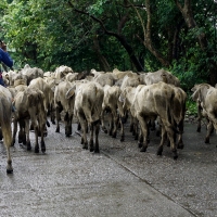 PUNTO MINDORO | Stop. Look. Listen. Cattle crossing.